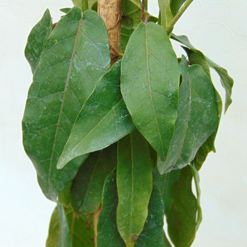 Trumpettiköynnös - Campsis capreolata (Lehvistö)