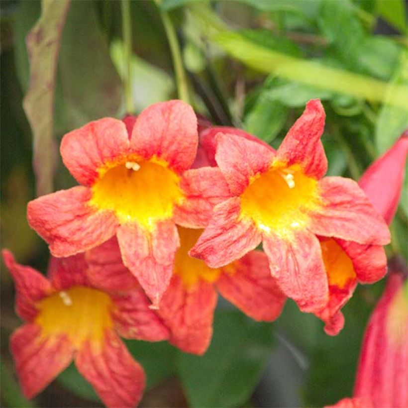 Trumpettiköynnös Tangerine Beauty (Kukinta)