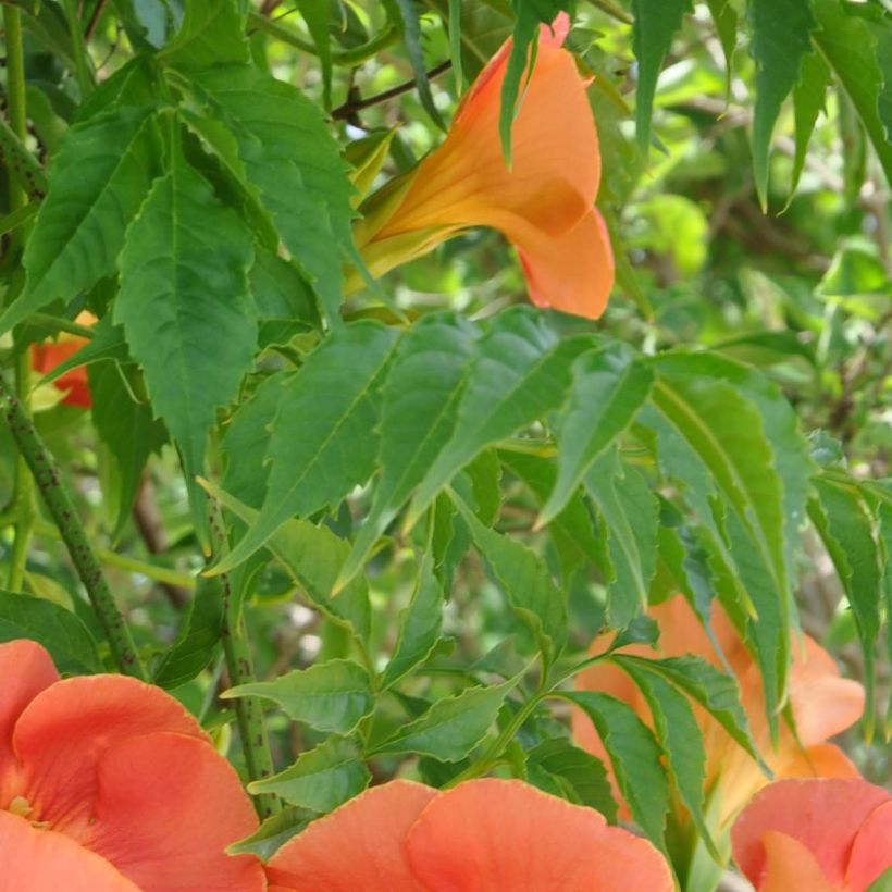 Isotrumpettiköynnös - Campsis grandiflora (Lehvistö)
