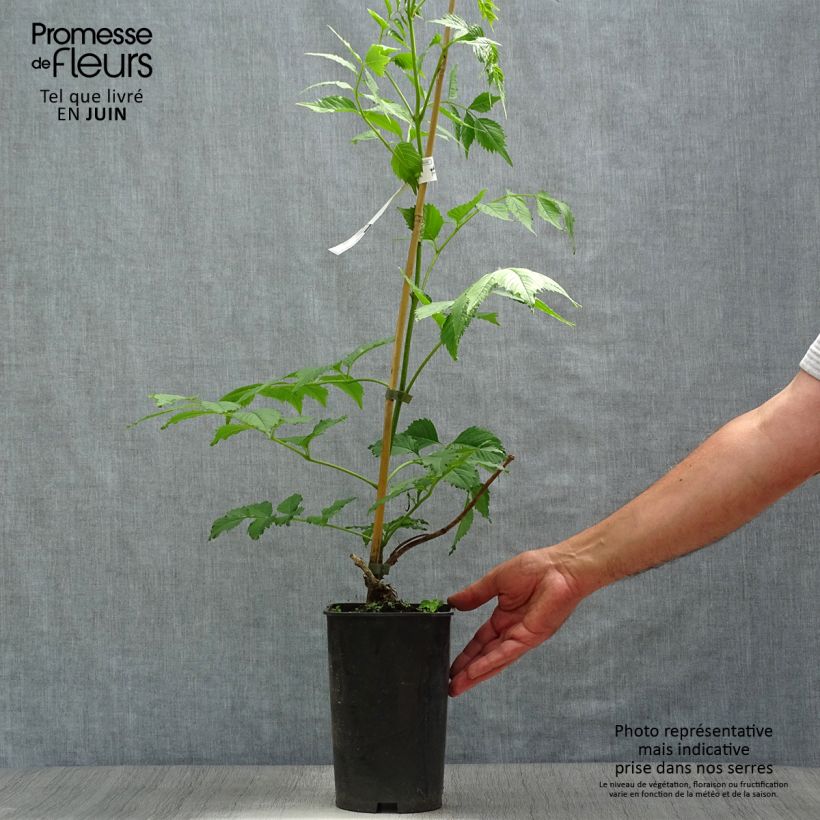 Esimerkki kesällä toimitetusta Isotrumpettiköynnös - Campsis grandiflora Pot de 2L/3L-taimesta