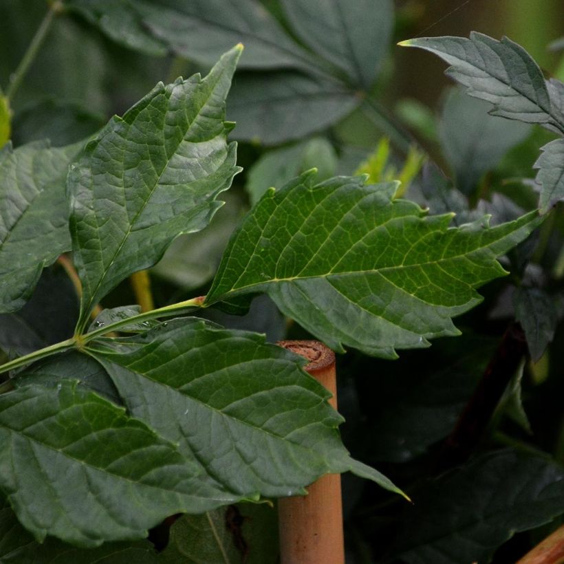 Pikkutrumpettiköynnös Atropurpurea (Lehvistö)