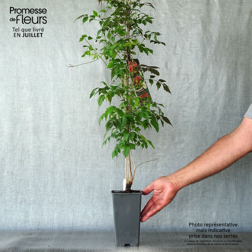 Esimerkki kesällä toimitetusta Pikkutrumpettiköynnös - Campsis radicans Pot de 2L/3L-taimesta