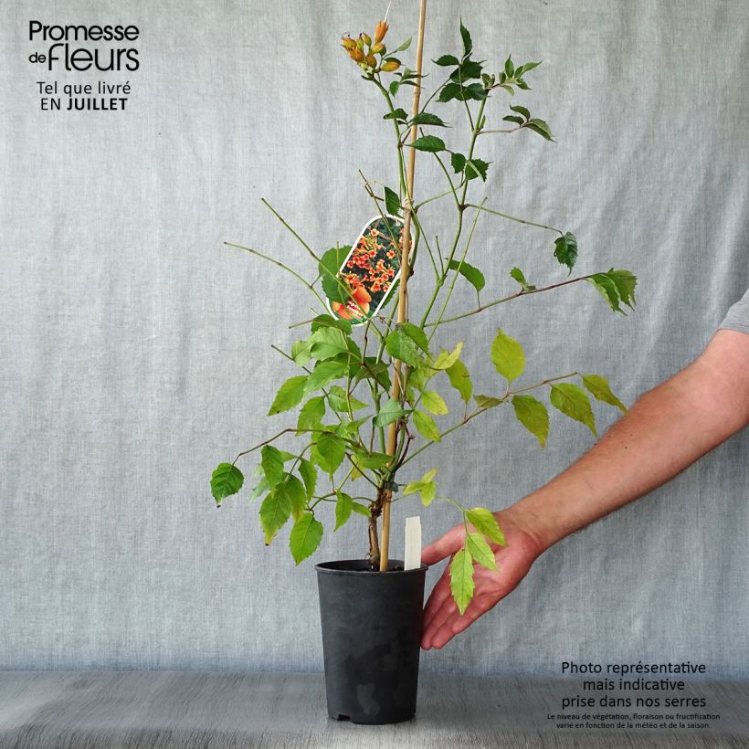 Esimerkki kesällä toimitetusta Pikkutrumpettiköynnös Indian summer Pot de 2L/3L-taimesta