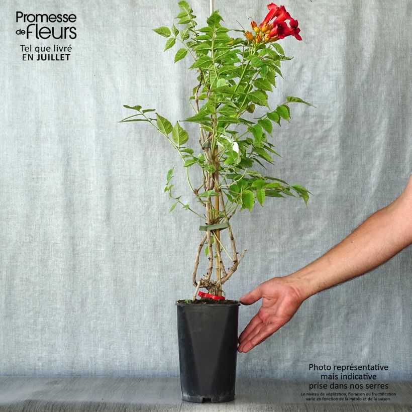 Esimerkki kesällä toimitetusta Pikkutrumpettiköynnös Stromboli Pot de 2L/3L-taimesta