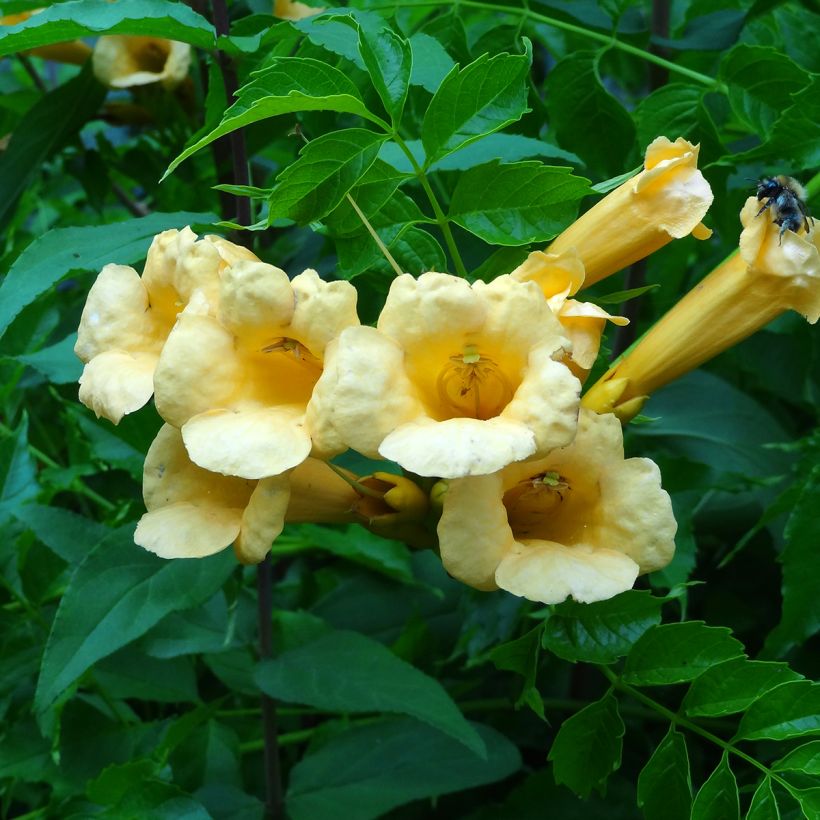 Pikkutrumpettiköynnös Yellow Trumpet (Kukinta)