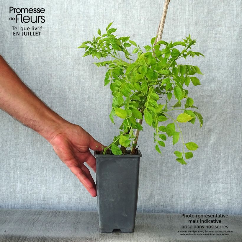 Esimerkki kesällä toimitetusta Pikkutrumpettiköynnös Yellow Trumpet Pot de 2L/3L-taimesta