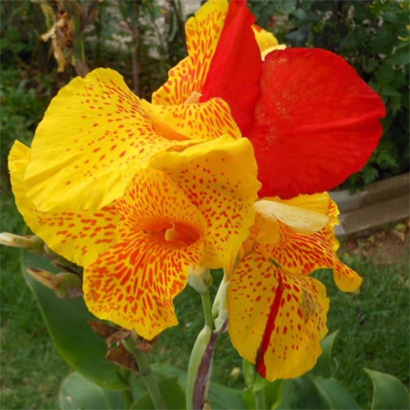 Tarhakanna Cleopatra (Flowering)
