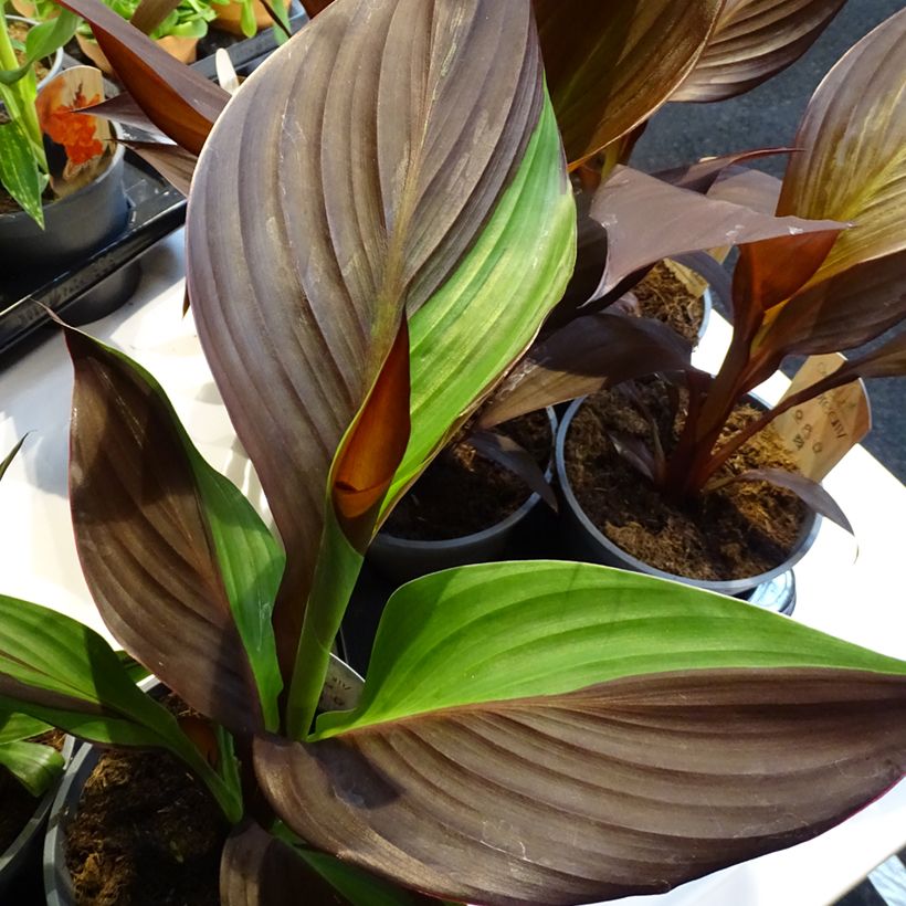 Tarhakanna Cleopatra (Lehvistö)