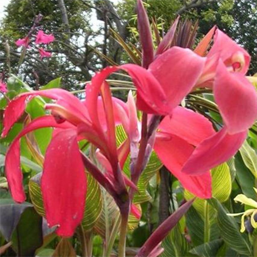 Tarhakanna Endeavour (Flowering)