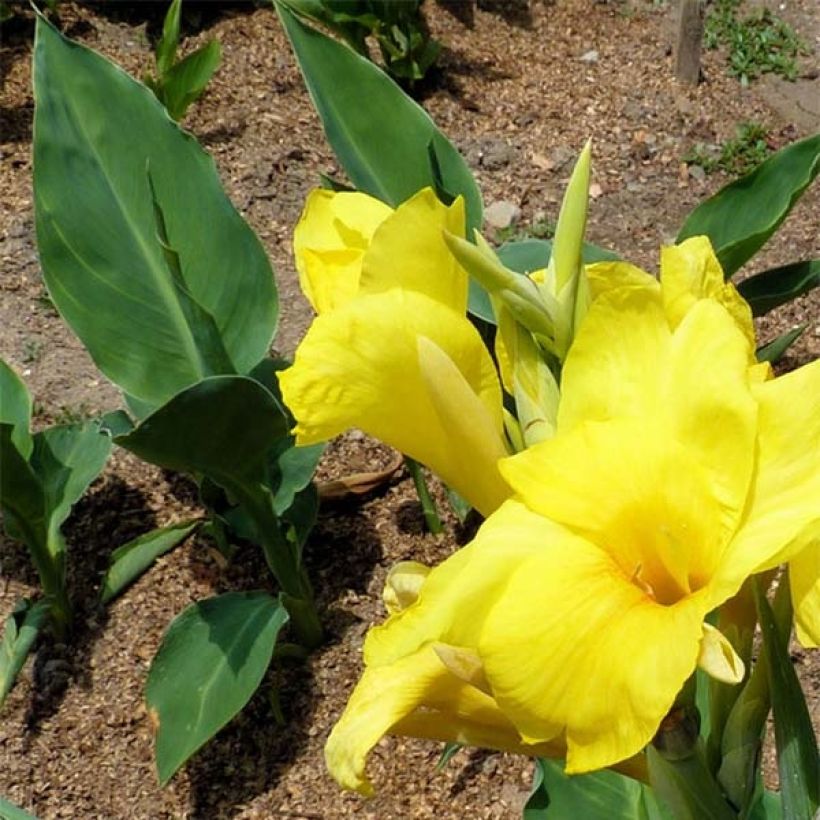 Tarhakanna Felix Ragout (Foliage)