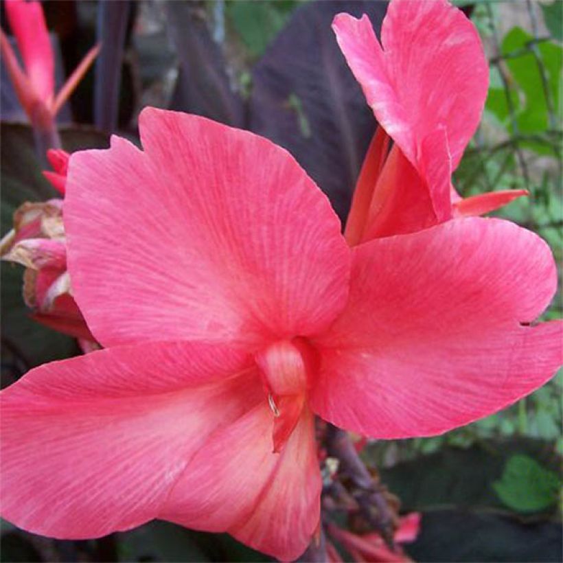 Tarhakanna Felix Roux (Flowering)