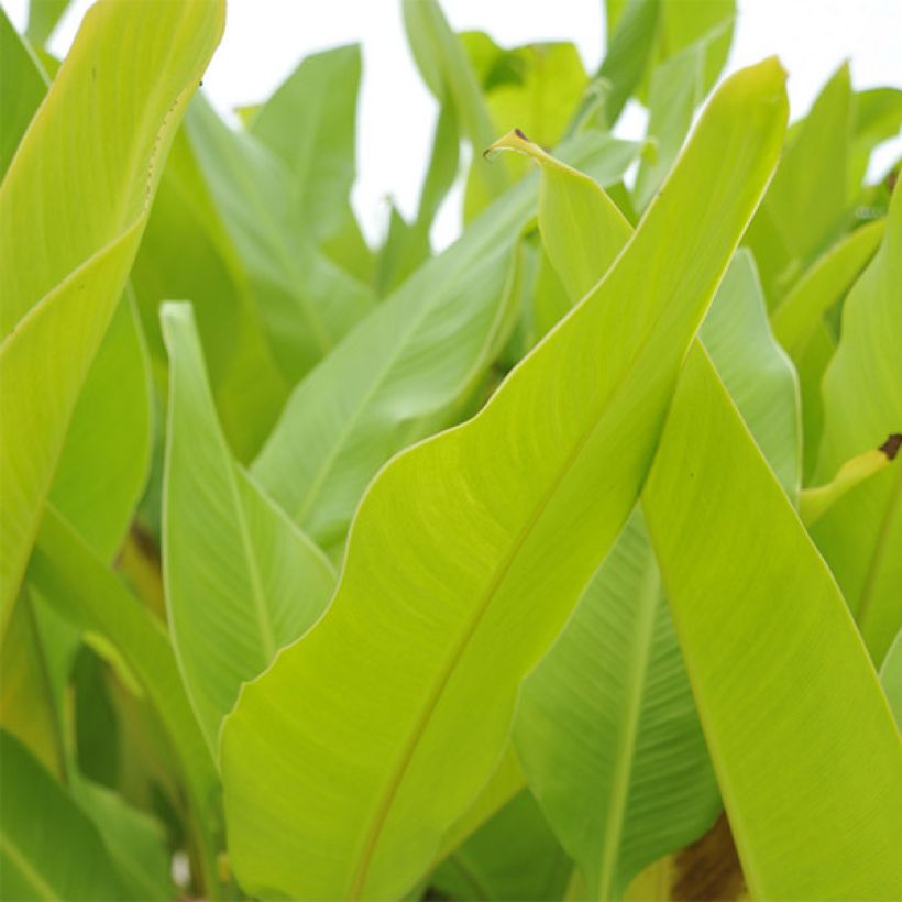 Tarhakanna Lolita (Foliage)