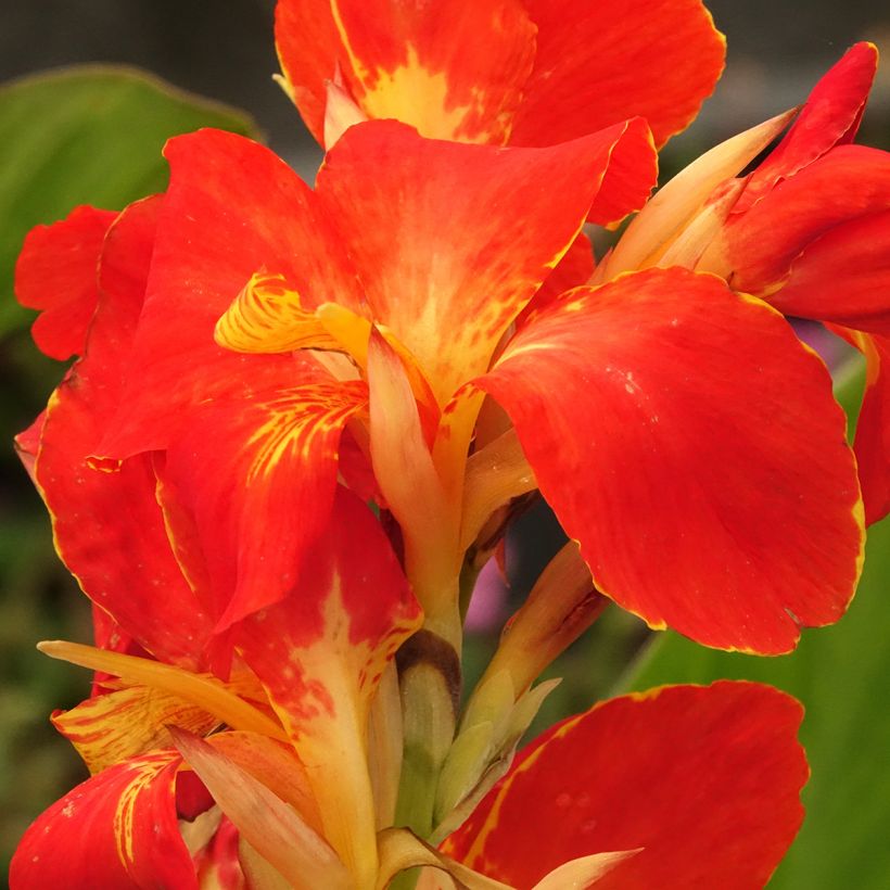 Tarhakanna Lucifer (Kukinta)