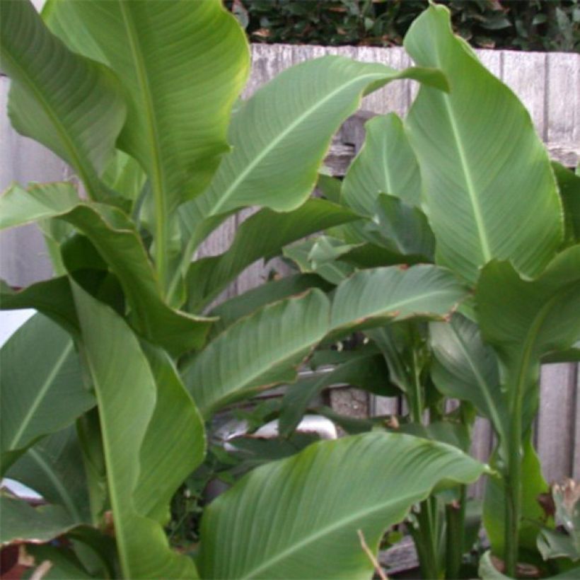 Tarhakanna Petit Poucet (Foliage)