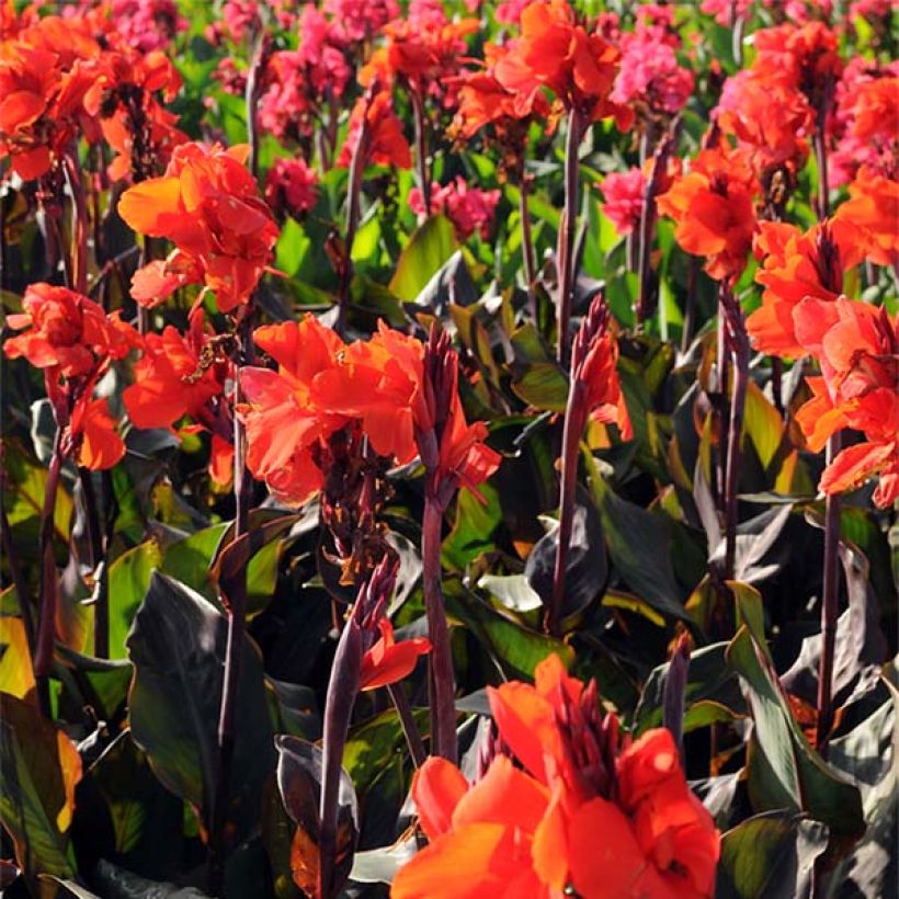 Tarhakanna Red King Humbert (Flowering)