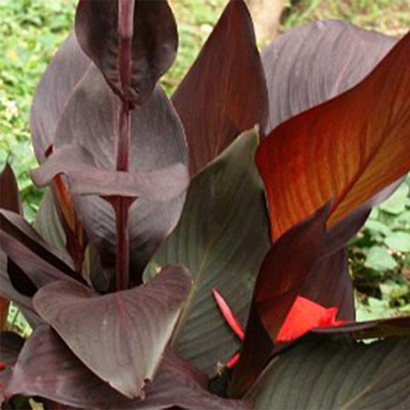 Tarhakanna Semaphore (Foliage)