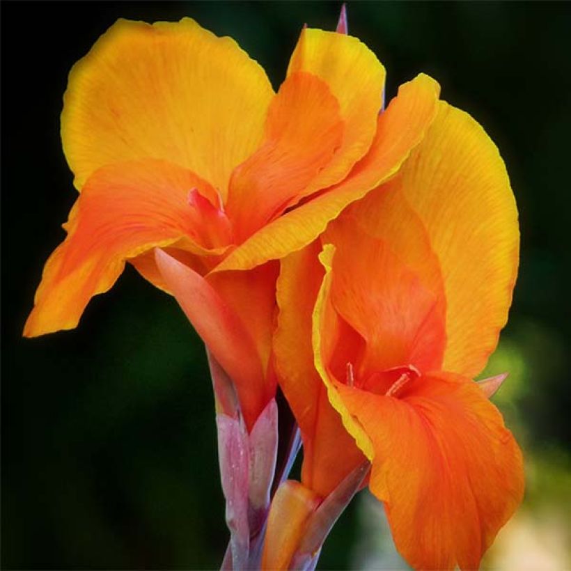 Tarhakanna Semaphore (Flowering)