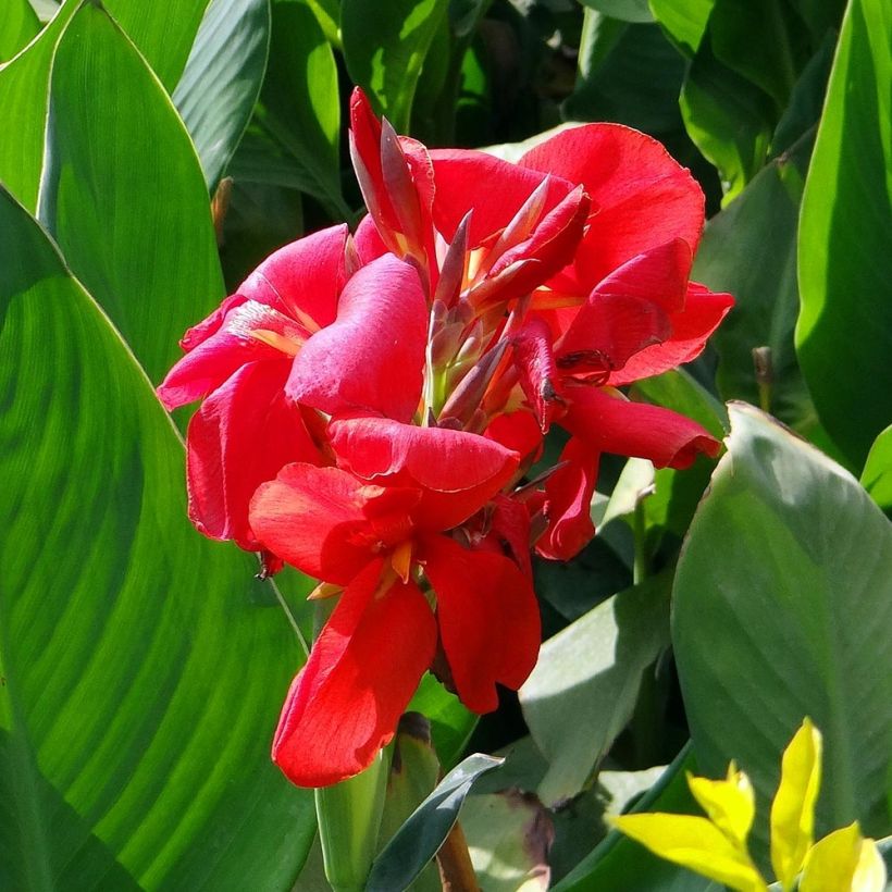 Tarhakanna Strasbourg (Flowering)