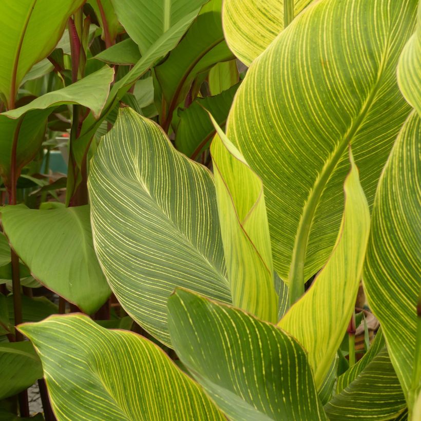 Tarhakanna Striata (Foliage)