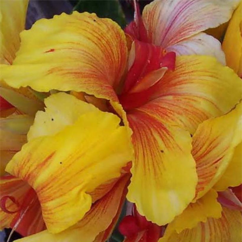 Tarhakanna Talisman (Flowering)