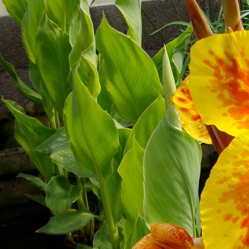 Tarhakanna Taroudant (Foliage)