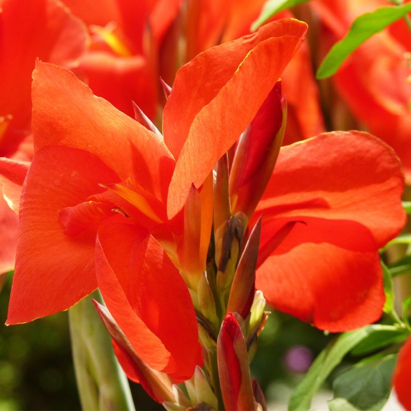 Tarhakanna Tarouking (Flowering)