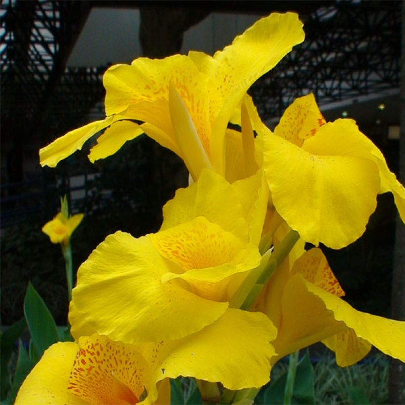 Tarhakanna Yellow Humbert (Flowering)