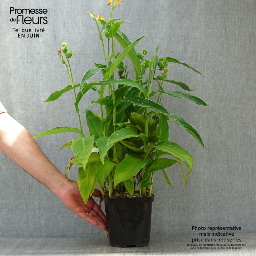 Esimerkki kesällä toimitetusta Tarhakanna - Canna edulis Pot de 2L/3L-taimesta