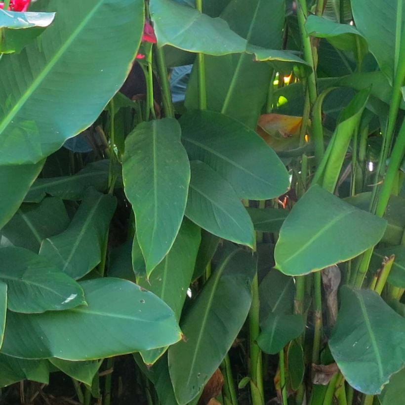 Tarhakanna - Canna iridiflora (Foliage)