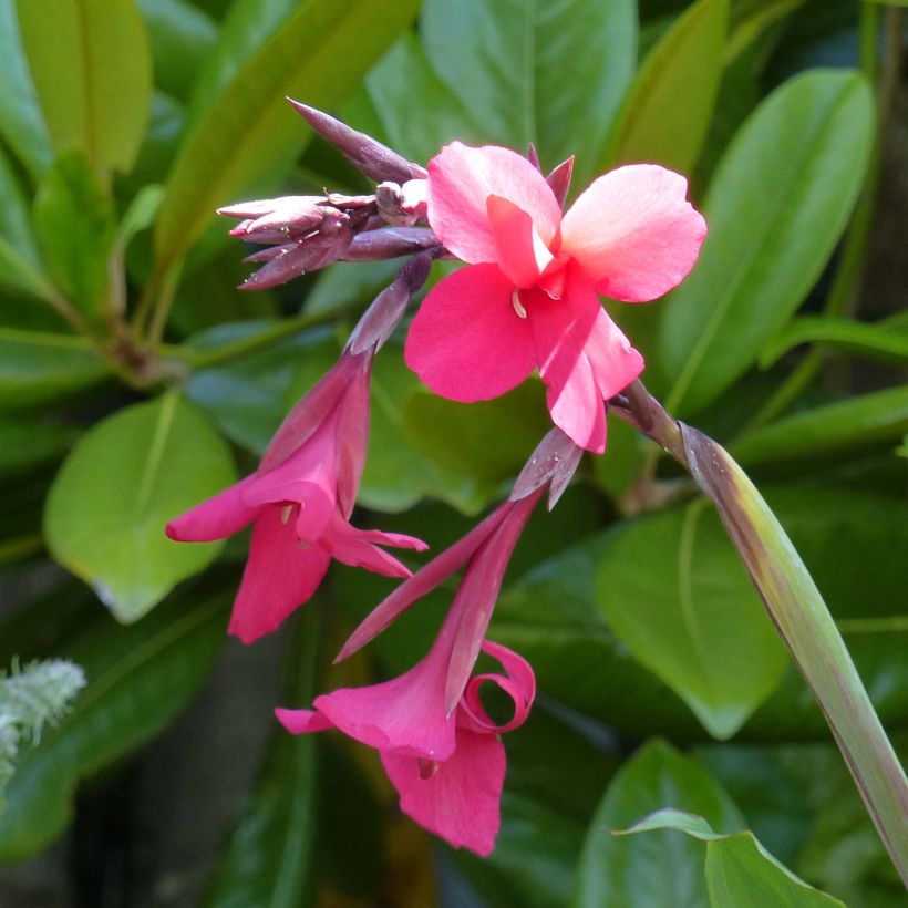 Tarhakanna - Canna iridiflora (Flowering)