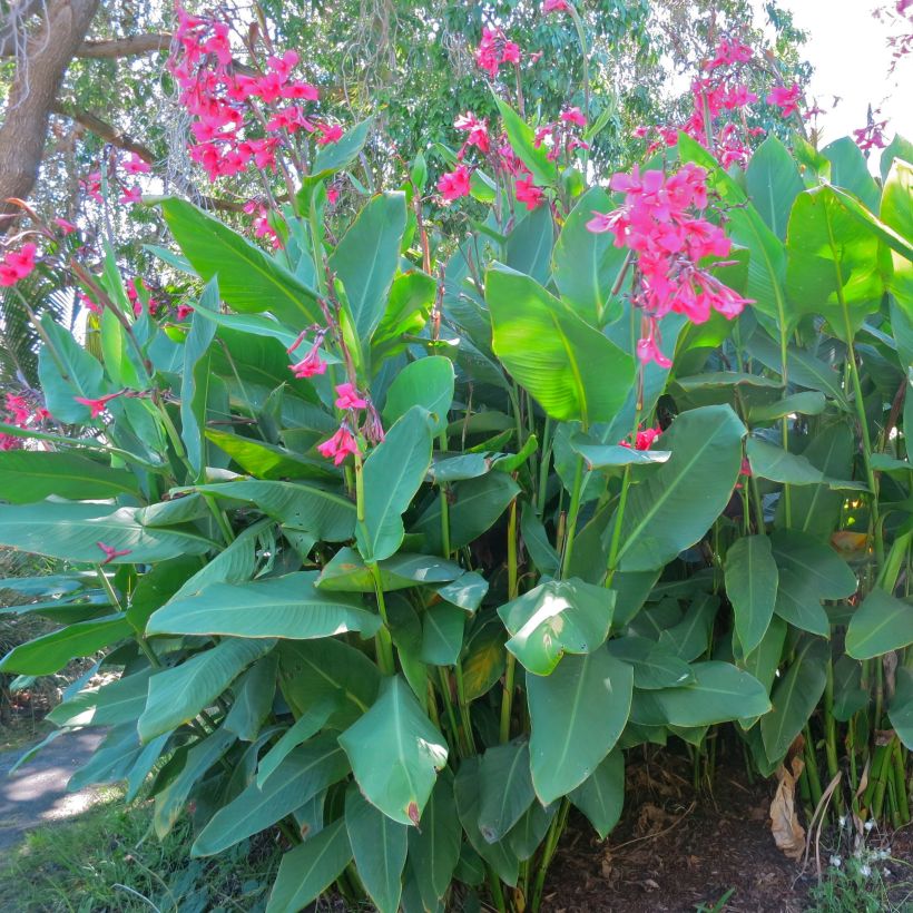 Tarhakanna - Canna iridiflora (Plant habit)