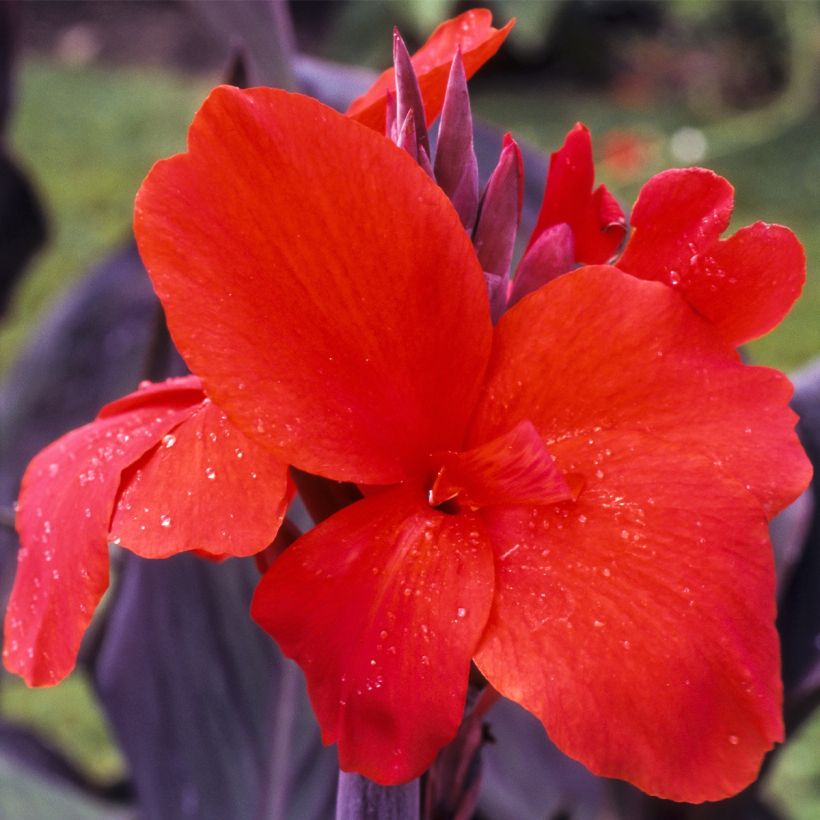 Tarhakanna Red Wine (Flowering)