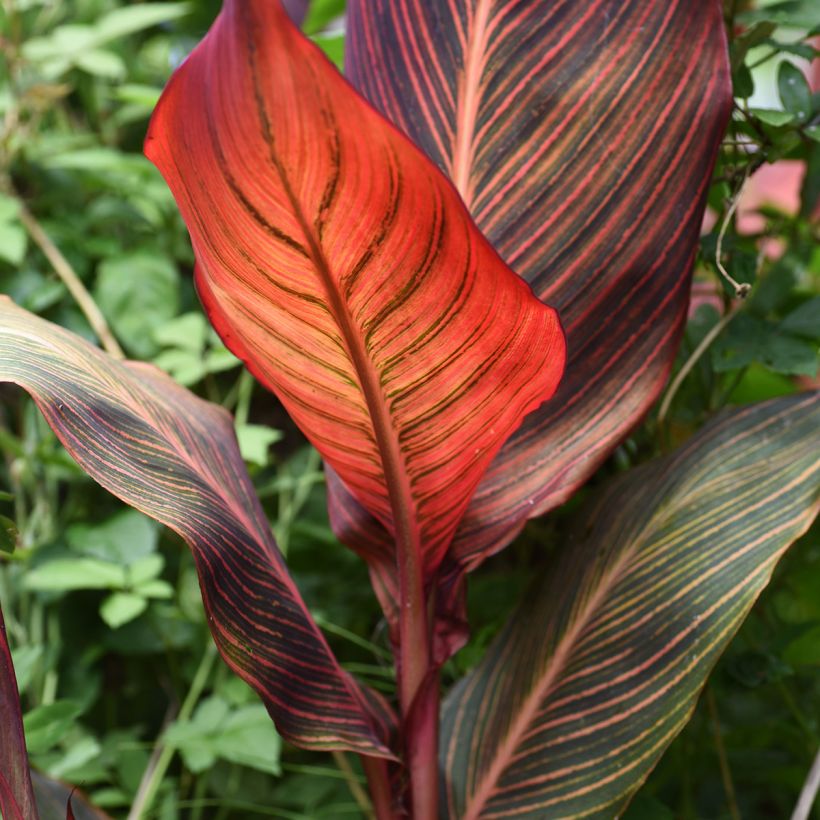 Tarhakanna Durban (Foliage)