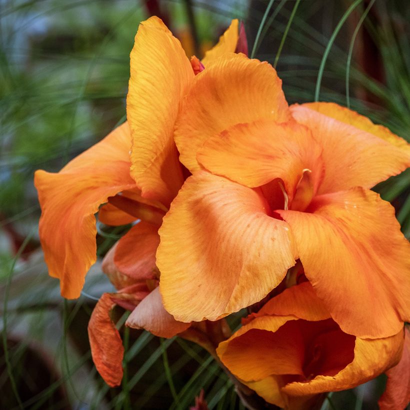 Tarhakanna Durban (Flowering)