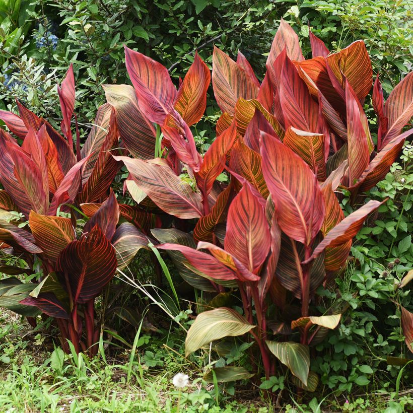 Tarhakanna Durban (Plant habit)