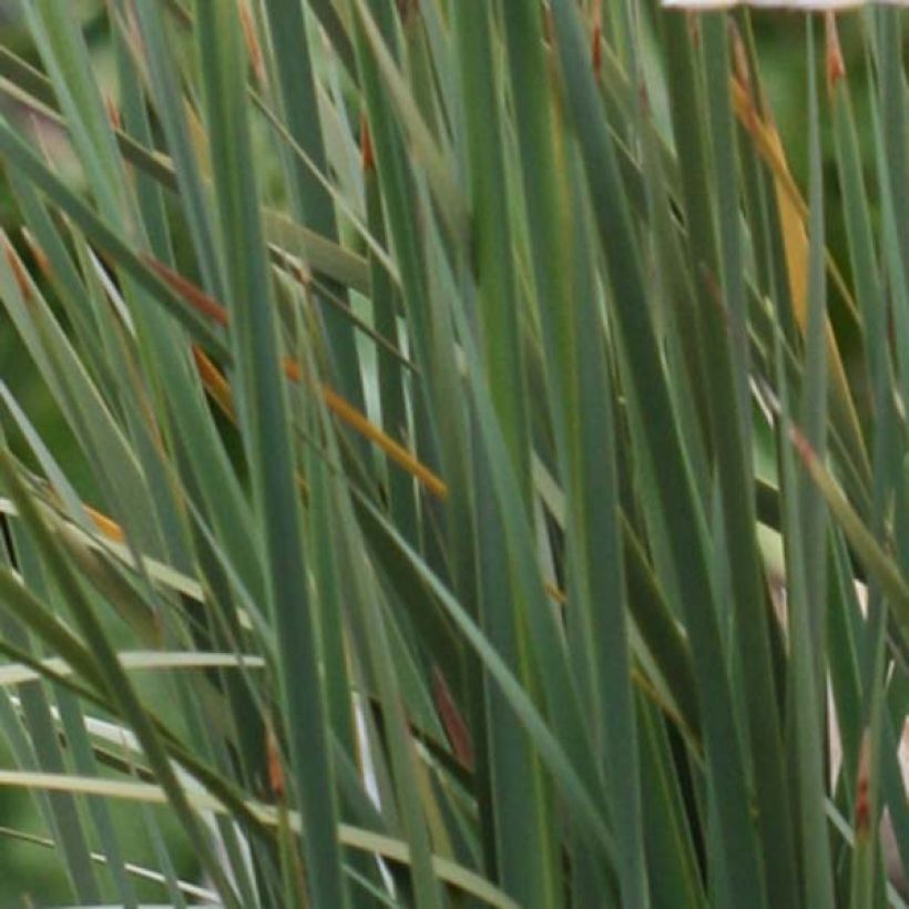Enkelinkaario - Dierama pulcherrimum (Lehvistö)