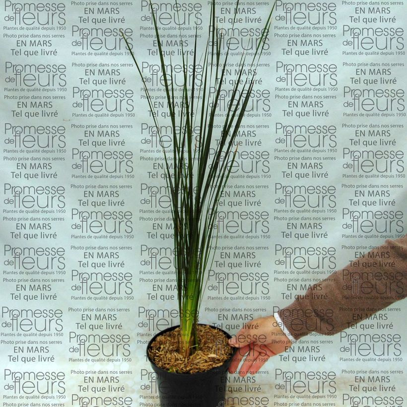 Esimerkki toimitetusta Kaario Guinevere Pot de 2L/3L-taimesta