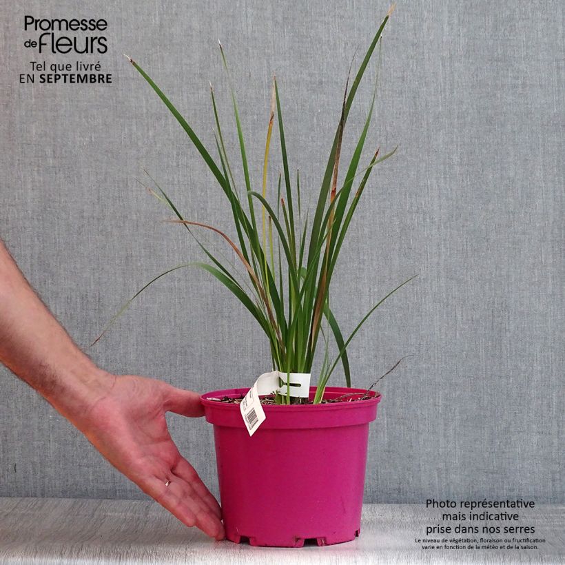 Esimerkki kesällä toimitetusta Kaario Pink Rocket Pot de 2L/3L-taimesta