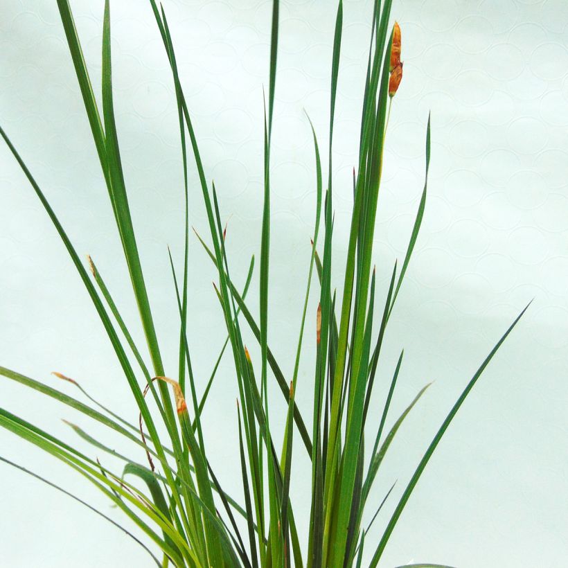 Kaario - Dierama trichorhizum (Foliage)