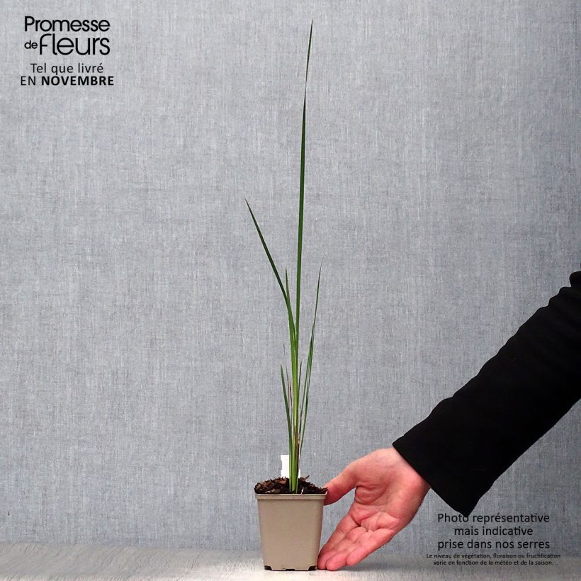 Esimerkki syksyllä toimitetusta Kaario - Dierama trichorhizum 8/9 cm taimiruukku-taimesta
