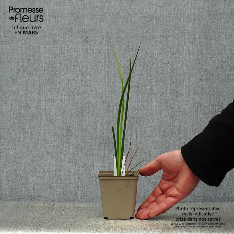 Example of Kaario - Dierama trichorhizum Godet de 8/9 cm as you get in printemps