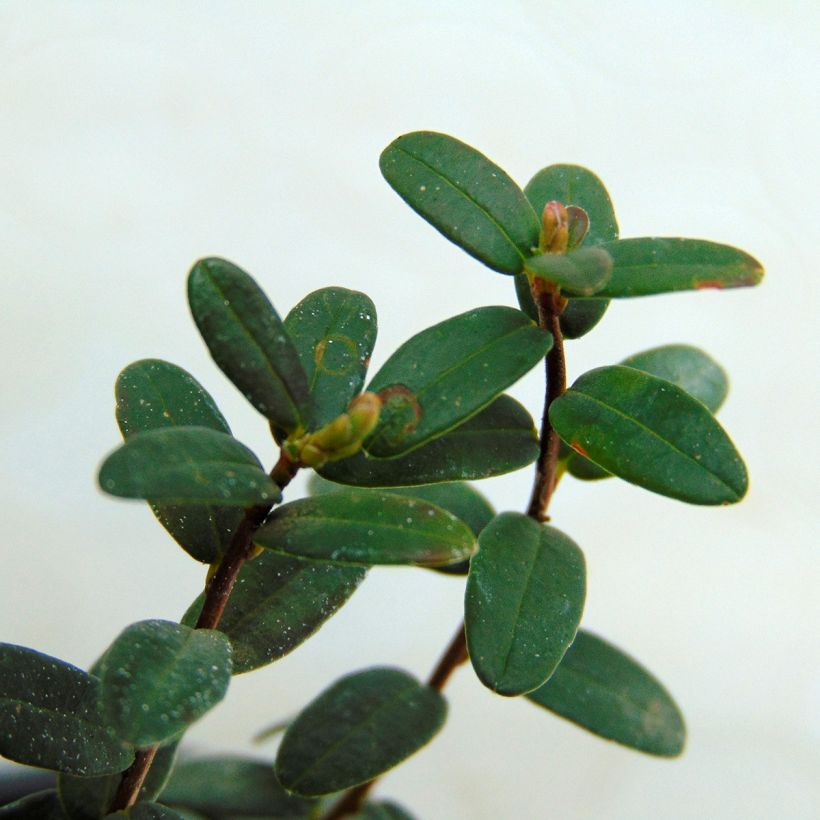 Amerikankarpalo Early Black (Lehvistö)