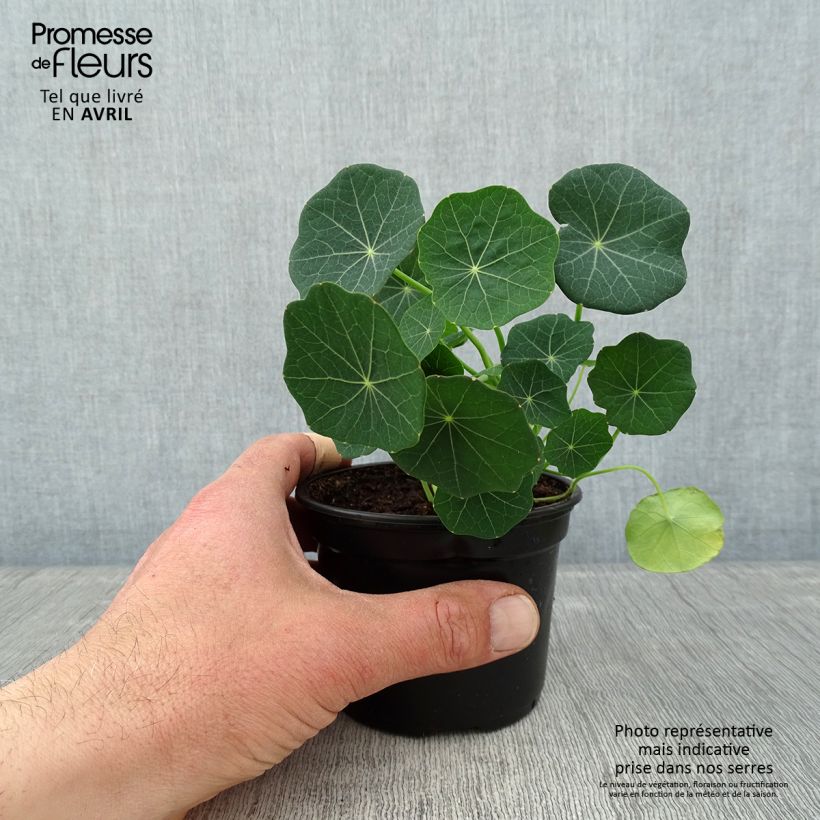 Esimerkki keväällä toimitetusta Pikkuköynnöskrassi Baby Rose Godet de 8/9 cm-taimesta