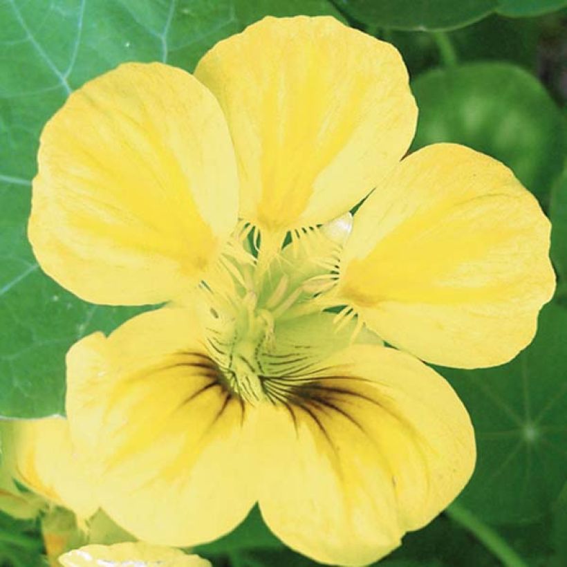 Köynnöskrassi - Tropaeolum ciliatum (Flowering)