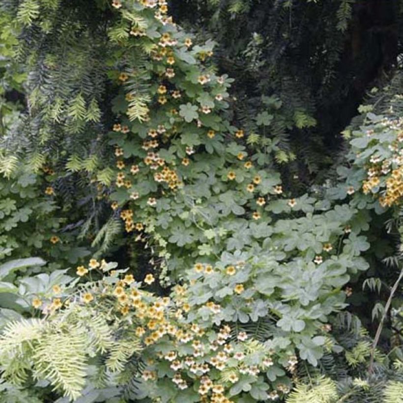 Köynnöskrassi - Tropaeolum ciliatum (Plant habit)