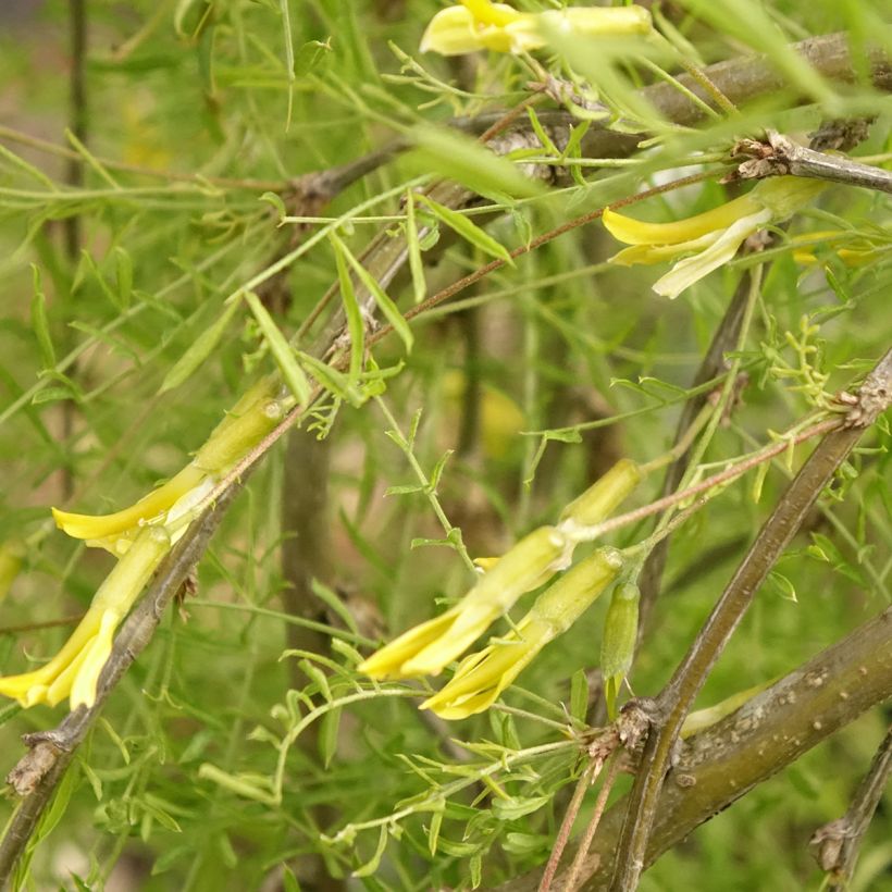 Siperianhernepensas Walker (Kukinta)