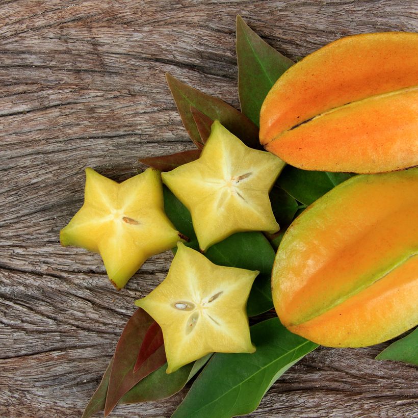 Karambola Arkin (Sadonkorjuu)