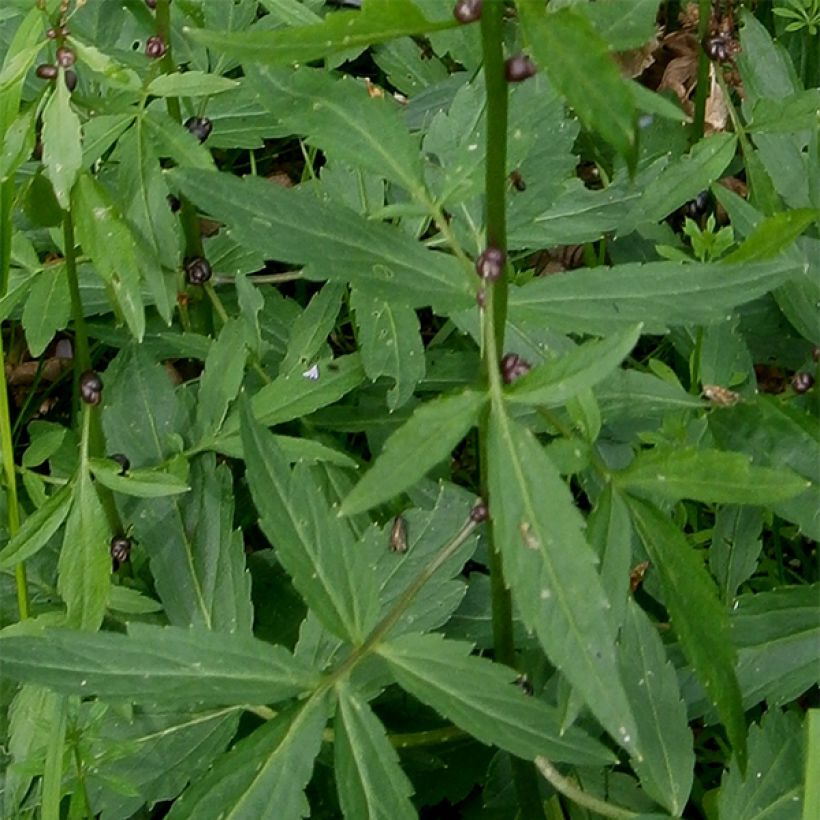 Hammasjuuri - Cardamine bulbifera (Lehvistö)