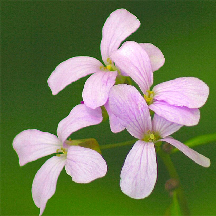 Hammasjuuri - Cardamine bulbifera (Kukinta)