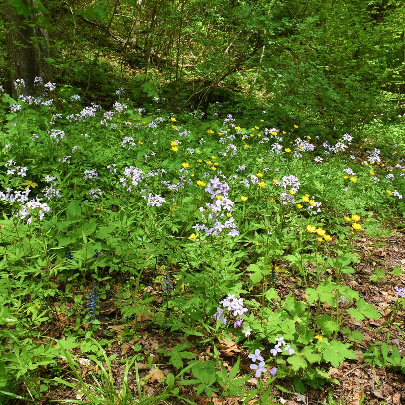 Hammasjuuri - Cardamine bulbifera (Kasvutapa)